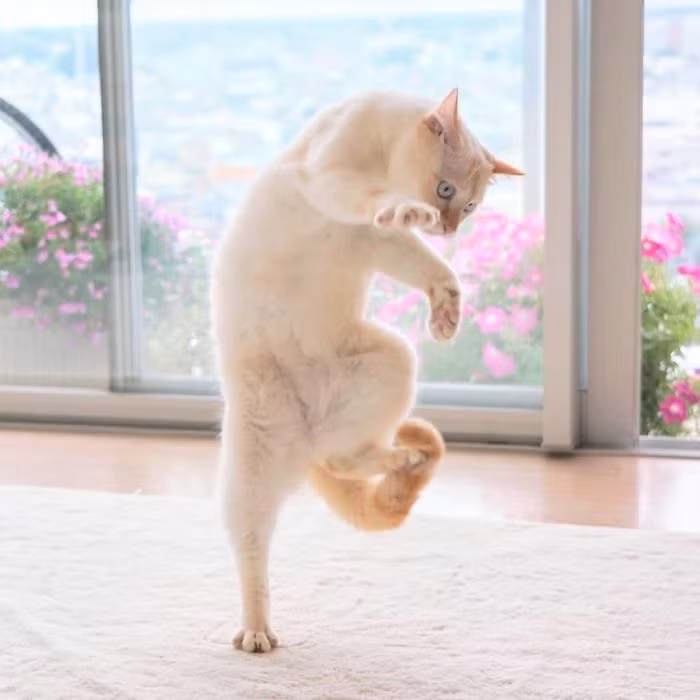 Chaco có rất nhiều tư thế độc đáo, phù hợp với nhiều phong cách, thể loại nhảy khác nhau.