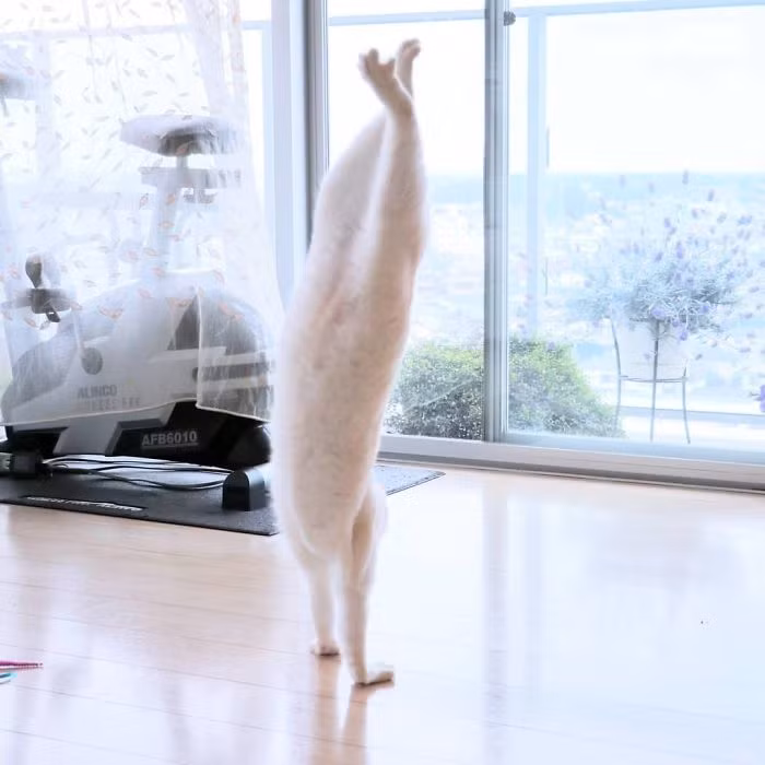 Chủ nhân của Chaco cho biết, Chaco là một chàng mèo đực rất nghịch ngợm. Mỗi khi bị trêu chọc hoặc bị thu hút bởi những vật chuyển động nhanh, Chaco sẽ lập tức hành động.