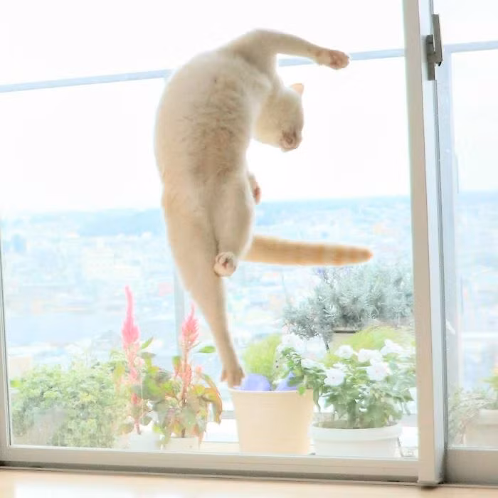 Đa số mọi người sau khi xem những hình ảnh của Chaco đều quyết định sẽ ấn nút theo dõi chú mèo thú vị này.