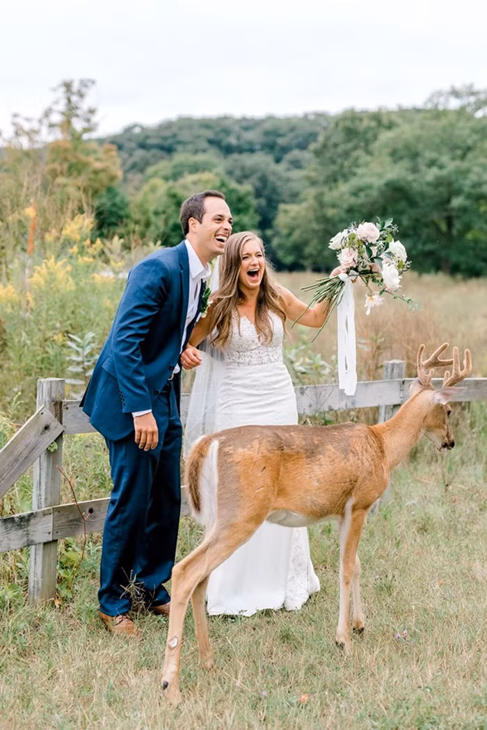Hành động của con hươu khiến cặp đôi Luke và Morgan vô cùng thích thú. Họ đùa nghịch với con hươu, giơ bó hoa cao lên để con thử thách nó.