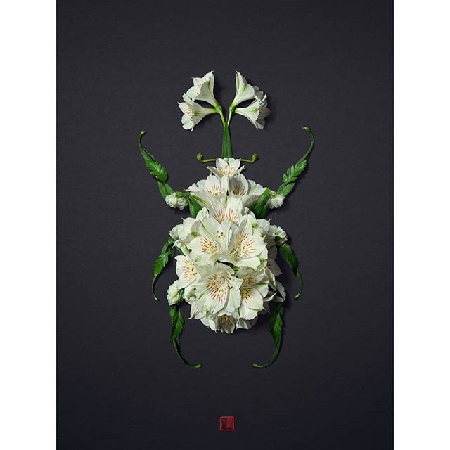 Anh cũng có thể tiện tay biến hóa những bông hoa cúc thành con cú mèo tuyệt đẹp, khiến mọi người không khỏi trầm trồ ngưỡng mộ.