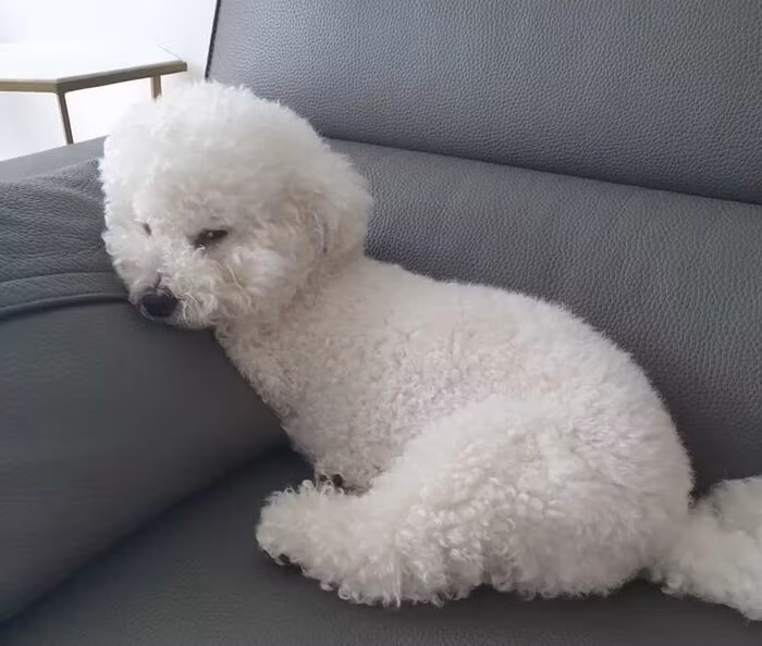 Sau đó, Mỹ Mỹ cũng bị đem đi triệt sản. Cuối cùng, chó cưng chỉ có thể yên lặng, tiếp thu sự thật.