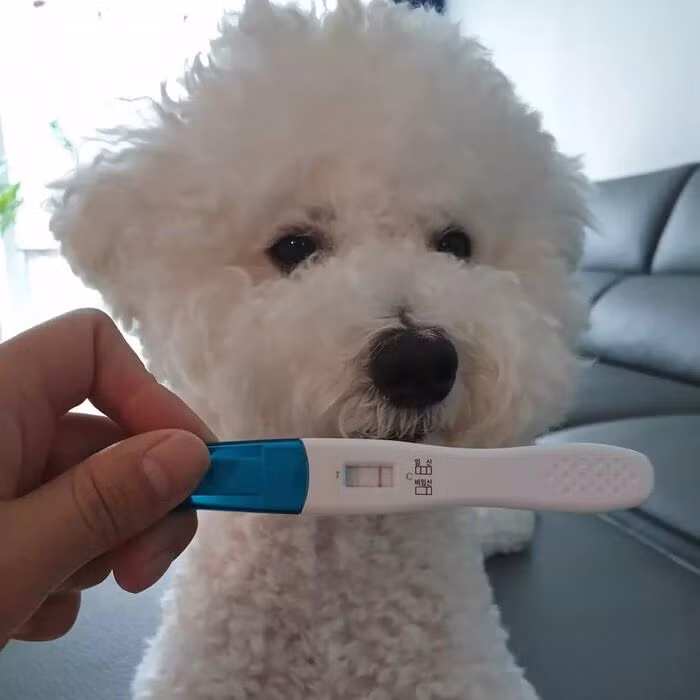 Mắt thấy mình sắp mất đi vị thế, chó cưng Mỹ Mỹ để lộ ra ánh mắt bất lực, chán chường, không biết phải làm sao.