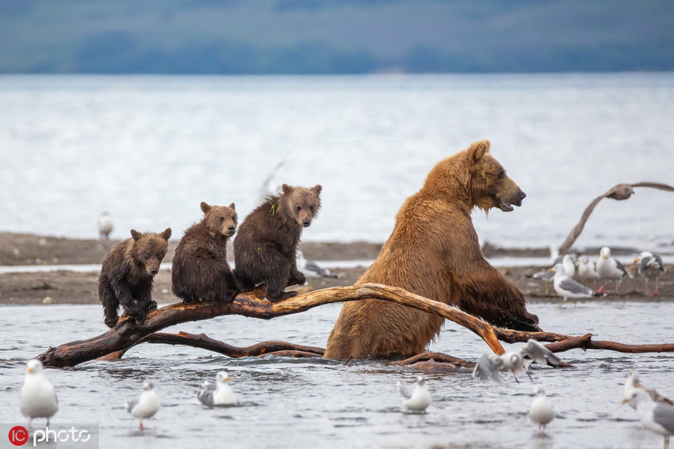 Đây thực sự là một trận ác chiến, hai con gấu nâu khổng lồ dùng đủ mọi kỹ xảo, tay đấm, chân đá, miệng chực đớp về phía đối phương.