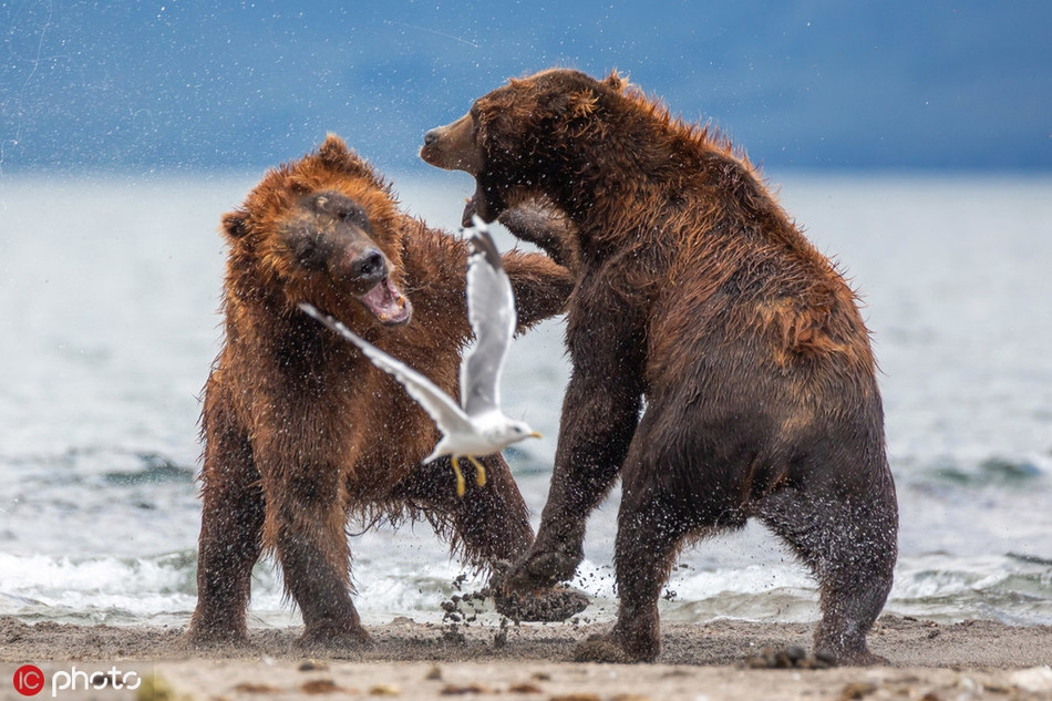 Ánh mắt của chúng không giấu được vẻ ngơ ngác, kinh hoàng. Cũng bất lực vì không thể giúp được mẹ mình.