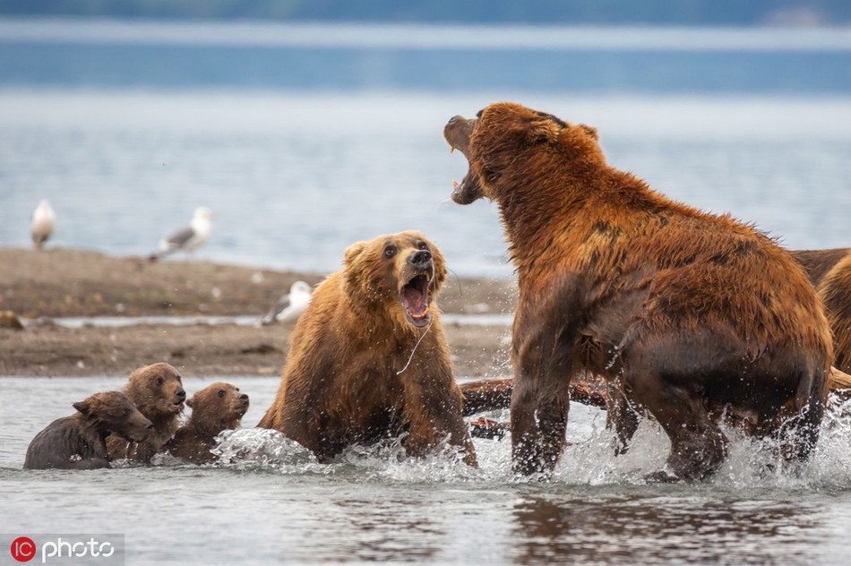 Hai bên kịch liệt tranh đấu, dùng hết sức để khiến đối phương phải gục ngã.