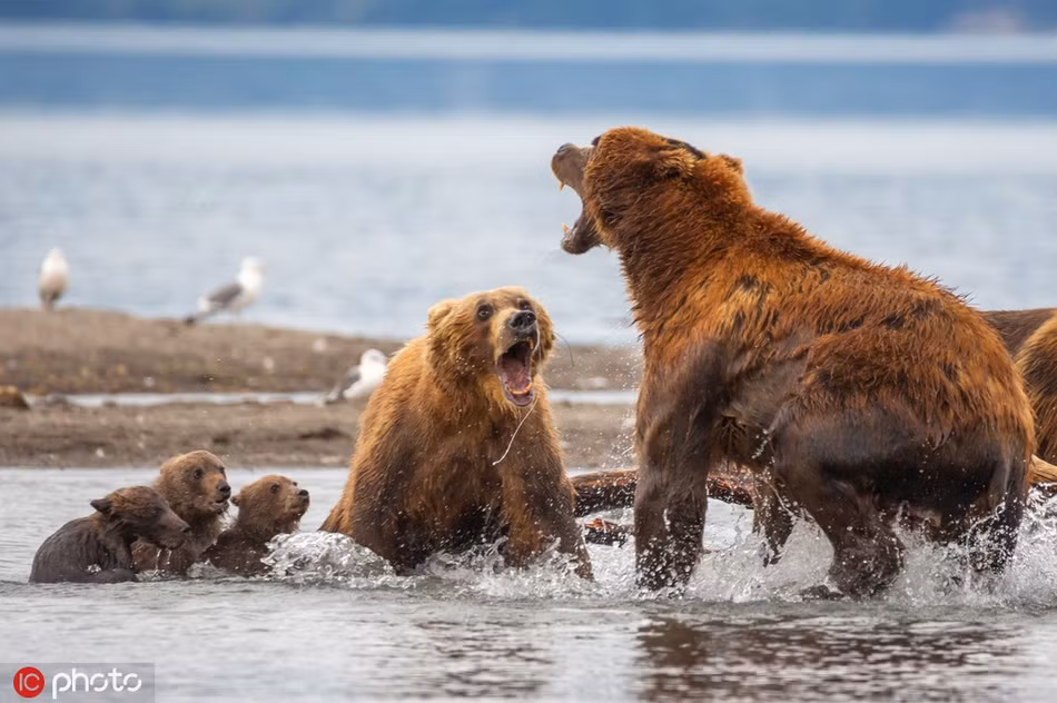 Hai bên kịch liệt tranh đấu, dùng hết sức để khiến đối phương phải gục ngã.
