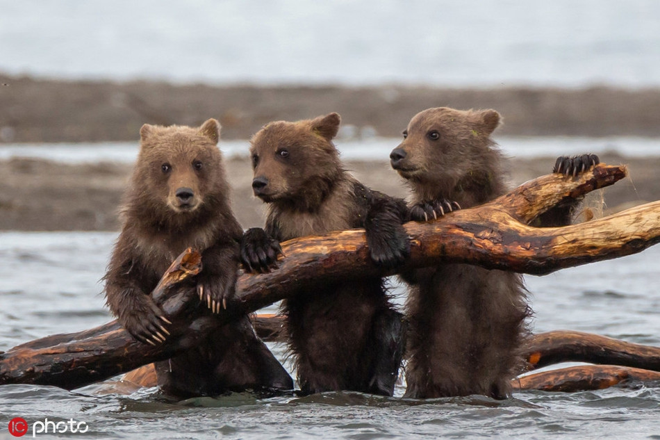 Hành động của nó rất từ tốn, để tạo niềm tin, nhằm gần gũi hơn với gấu mẹ và gấu con, chuẩn bị cho một cuộc tấn công lén lút.