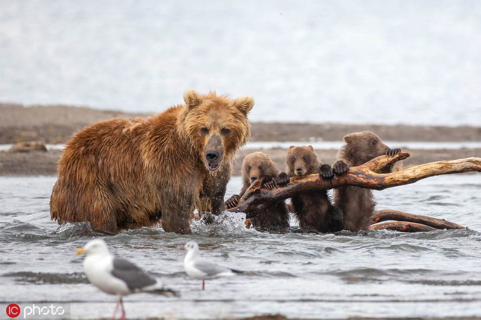 Dù phải tử chiến với kẻ thù, gấu mẹ vẫn quyết tâm bảo vệ đàn con thơ bé của mình.