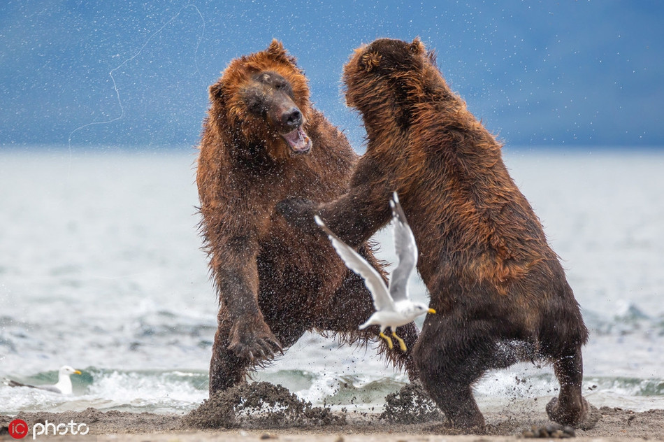 Khoảnh khắc ấn tượng khi hai con gấu nâu khổng lồ kịch chiến, cạnh tranh sinh tồn.