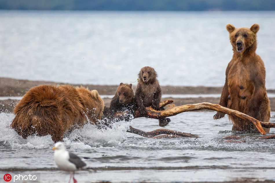 Ngay sau khi nhìn thấy cơ hội, gấu đực lập tức tấn công gấu mẹ, ý đồ khiến gấu mẹ bị thương nặng, từ đó có thể giết chết gấu con dễ dàng.