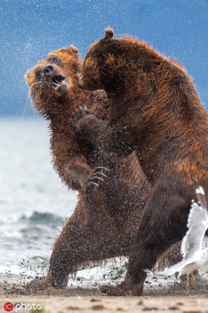 Nó không chút nào tỏ ra yếu kém hay rơi vào thế hạ phong. Cả hai bên đánh ngang ngửa.