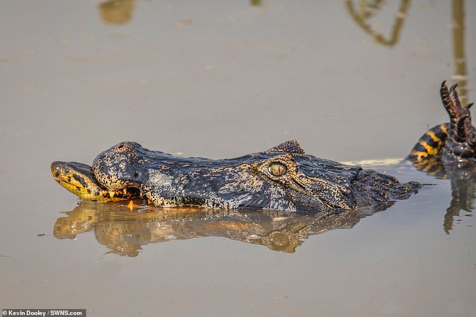 Tuy nhiên, không để con cá sấu caiman đạt được mục đích, trăn khổng lồ đã sử dụng cơ thể linh hoạt của mình để trượt xuống nước, thoát được một kiếp. Mặc dù phải tạm thời buông bỏ con mồi, thế nhưng trăn khổng lồ không bị thương quá nặng. Trong khi đó, con cá sấu sau đó đã chết.