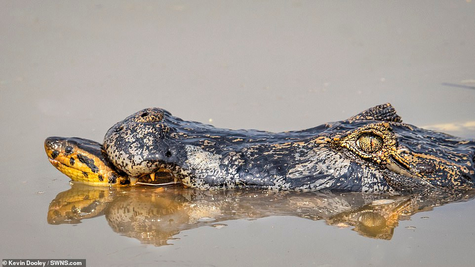 Ngay khi quay lại, nhiếp ảnh gia vô cùng kinh ngạc khi phát hiện, một con cá sấu caiman dài gần 2m đang bị trăn Anaconda dài khoảng 8,5m cuốn chặt. 