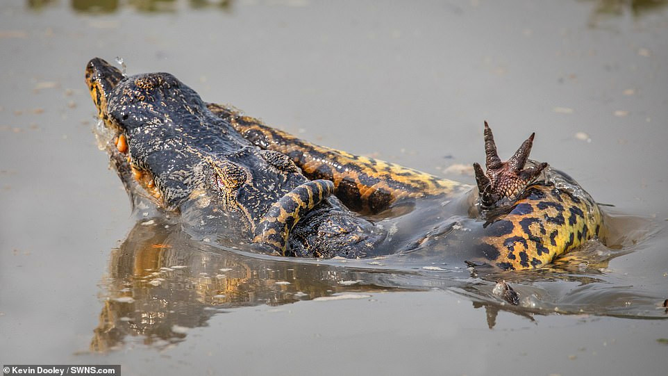 Theo chia sẻ của nhiếp ảnh gia Kevin Dooley, ngày hôm đó, anh đang ăn trưa ở vùng đầm lầy nhiệt đới Pantanal, Brazil thì nghe thấy tiếng động lớn phía sau mình. 