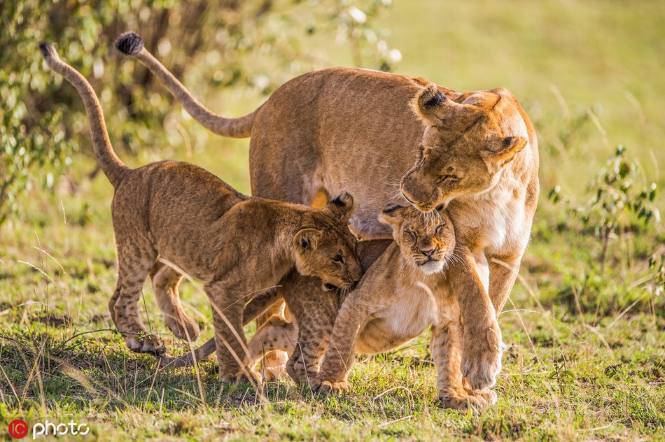 Mẹ con sư tử đùa nghịch dưới cái nắng mùa thu, hình ảnh vô cùng ngọt ngào, ấn tượng.