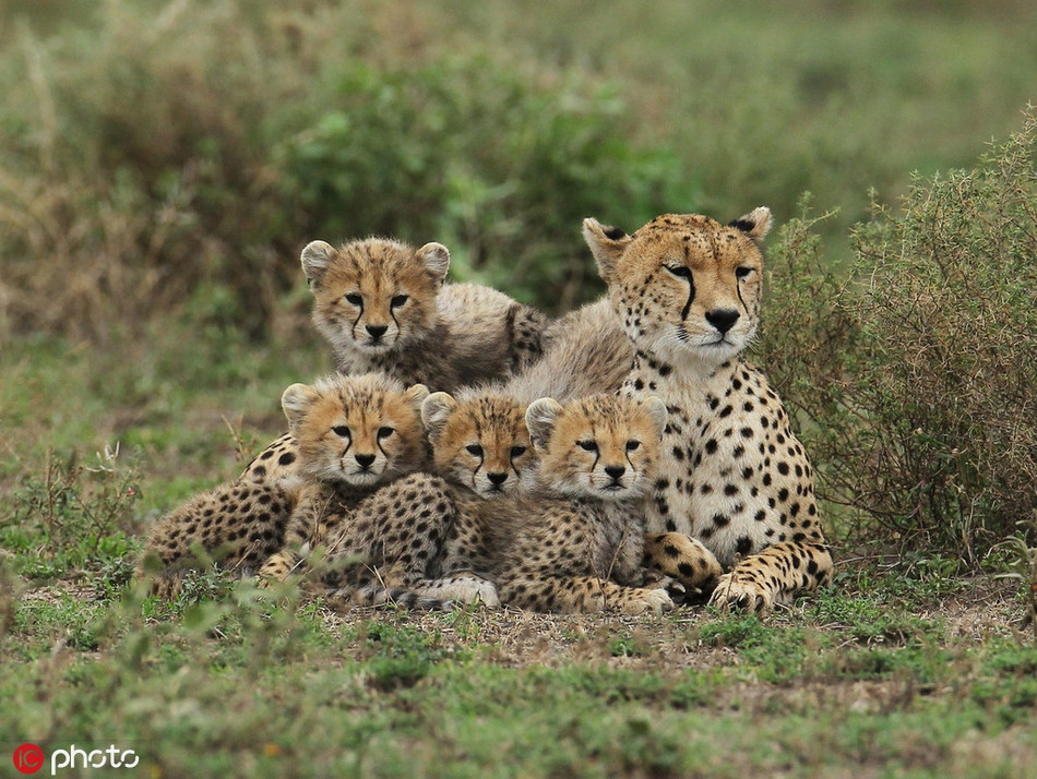 Mẹ con báo đốm nghỉ ngơi sau một ngày kiếm ăn vất vả. Tất cả báo còn đều rúc vào báo mẹ, hình ảnh thực sự rất ấm áp.