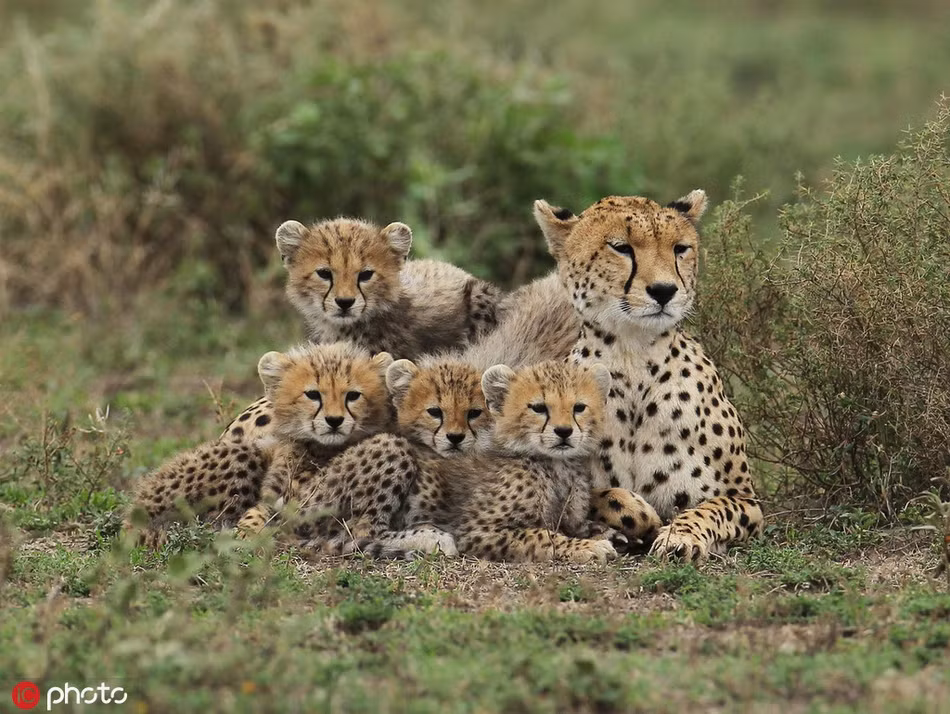 Mẹ con báo đốm nghỉ ngơi sau một ngày kiếm ăn vất vả. Tất cả báo còn đều rúc vào báo mẹ, hình ảnh thực sự rất ấm áp.