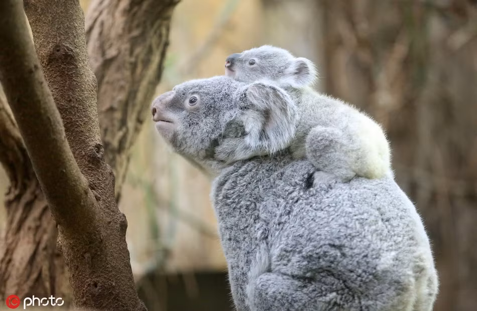Mẹ con gấu Koala háo hức đón Trung thu.