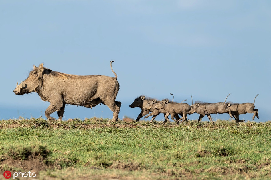 Khoảnh khắc tươi vui, đáng yêu khi lợn rừng mẹ dẫn theo đàn con dạo chơi trong nắng mùa thu.