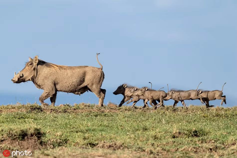 Khoảnh khắc tươi vui, đáng yêu khi lợn rừng mẹ dẫn theo đàn con dạo chơi trong nắng mùa thu.