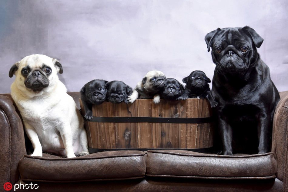 Nhân dịp gia đình đầy đủ, nhà chó cũng phải làm kiểu ảnh kỷ niệm Trung thu.