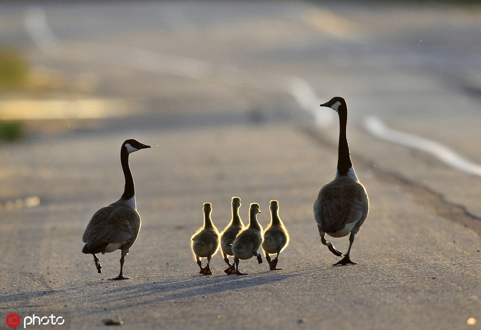Buổi sáng mùa thu, gia đình nhà ngỗng tận hưởng không khí Trung thu bằng cách dẫn nhau đi kiếm ăn. Hình ảnh thực sự ngọt ngào, yên bình, khiến nhiều người thích thú.