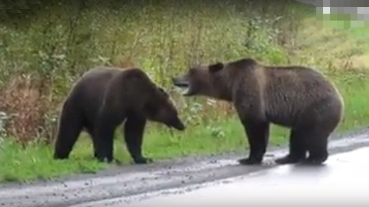 Cai nhau du doi, gau nau khong lo kich chien giua duong