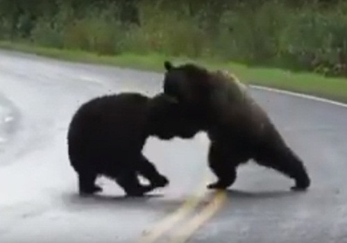 Cai nhau du doi, gau nau khong lo kich chien giua duong-Hinh-3