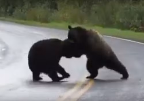 Cai nhau du doi, gau nau khong lo kich chien giua duong-Hinh-3
