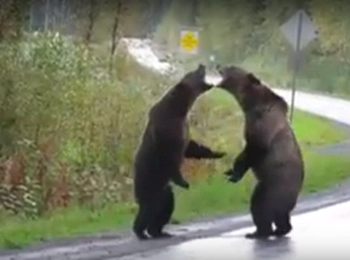 Cai nhau du doi, gau nau khong lo kich chien giua duong-Hinh-2