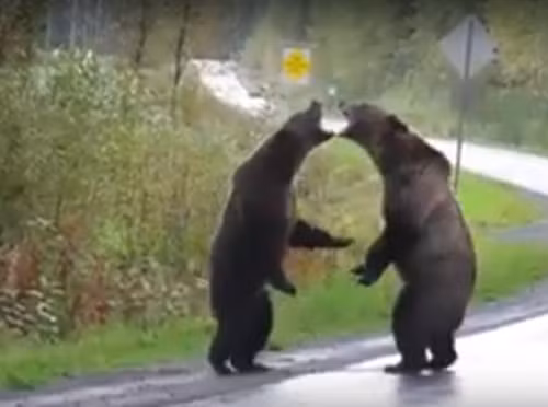 Cai nhau du doi, gau nau khong lo kich chien giua duong-Hinh-2