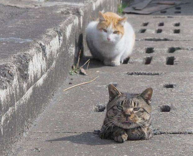 Meo xam tut cong, “ban tot” chay den xem, cuoi nhao cuc hai