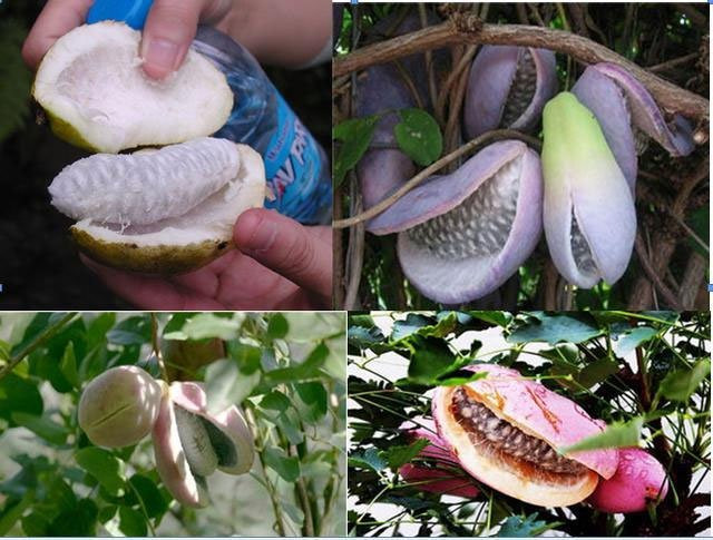 Quả Holboellia latifolia Wall (Hay còn gọi là dưa quả tháng tám) Quả phân bố ở Trung Quốc, Ấn Độ (Đông Bắc), Bhutan và Nepal, ở Trung Quốc, phân bố ở Vân Nam, Quý Châu, Tứ Xuyên, Giang Tây và Đông Nam Tây Tạng. Nó phát triển trên sườn đồi và thung lũng ở độ cao 600-2600 mét. Dưa quả tháng 8 hơi giống một quả chuối hay củ khoai lang tím, có màu trắng đục bên trong, có vị mịn và ngọt, rất ngon. Không những vậy, nó còn có mùi thơm độc đáo khác với các loại trái cây khác. Nó có màu vàng lúc còn xanh, khi chín sẽ có màu tím. Chỉ cần nhặt nó lên, tách một đường và có thể ăn trưc tiếp luôn, hoặc có thể sử dụng nó làm rượu, chiết xuất lấy mật ong, nước trái cây....