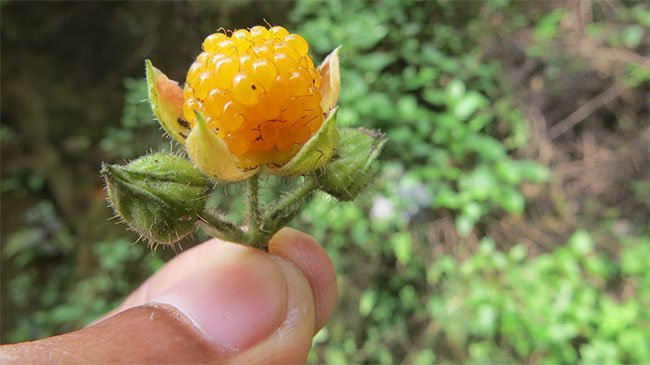  Yellow Himalayan Raspberry (Quả mâm xôi vàng Himalaya) Mâm xôi Himalaya vàng là một loại cây bụi có gai ở châu Á trong họ hoa hồng. Cây có nguồn gốc từ Trung Quốc, Nepal, Tiểu lục địa Ấn Độ, Đông Dương và Philippines. Ở Hawaii, nó được coi là một loài thực vật xâm lấn người ngoài hành tinh hoặc cỏ dại, nhưng quả lại được bán ở các chợ địa phương tại dãy Hy Mã Lạp Sơn. Cây được trồng cả làm cây ăn quả và làm cảnh ở nhiều nơi, bao gồm Florida, Jamaica, Puerto Rico và California. Quả của nó vị ngọt, có tác dụng điều trị cảm lạnh, đau bụng, ho và đau họng.