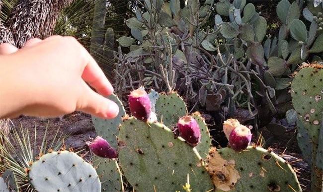 Nó không chỉ có tác dụng thanh nhiệt, giải độc, làm đẹp da, chống oxy hóa mà còn tăng cường hệ miễn dịch cho dạ dày và lá lách, lưu thông máu, hạ sốt, và tăng cường cơ bắp. Bạn có thể bóc vỏ ăn trực tiếp, hoặc để tủ lạnh rồi ăn, nó sẽ có vị mềm, mịn hơn. Nếu thích, bạn có thể pha nước uống với mật ong, ép lấy nước hoặc xay sinh tố có tác dụng giảm cân "siêu tốc" Ngoài ra, người ta còn sử sụng quả xương rồng lê để tinh chế đường, làm rượu vang hoặc sữa.