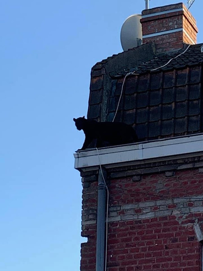 Dung tim khi thay bao den dung dinh di dao tren mai nha giua pho dong-Hinh-3