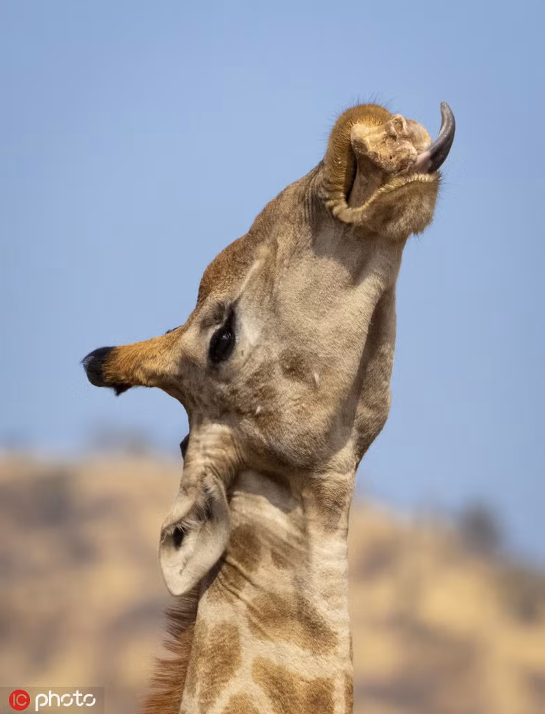 Hươu cao cổ "nổi đóa" vì chim bắt ve lởn vởn - Hình 2 Huou cao co