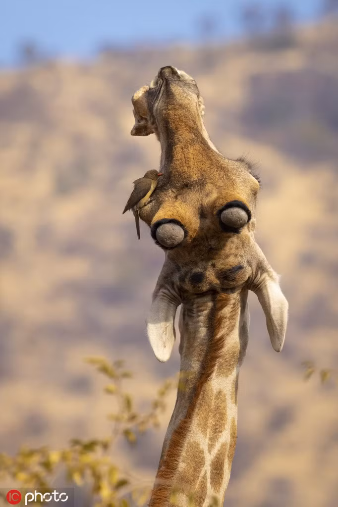 Hươu cao cổ "nổi đóa" vì chim bắt ve lởn vởn - Hình 4 Huou cao co