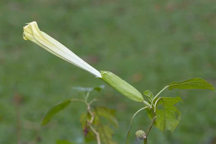 Hao hung an dau bap, ca nha bi ao giac vi dieu khong ngo-Hinh-2