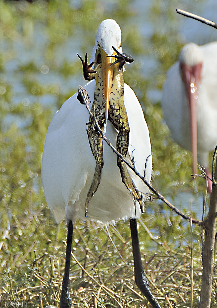 Ech dong gan ly, bi co nuot nua nguoi phan khang ac liet