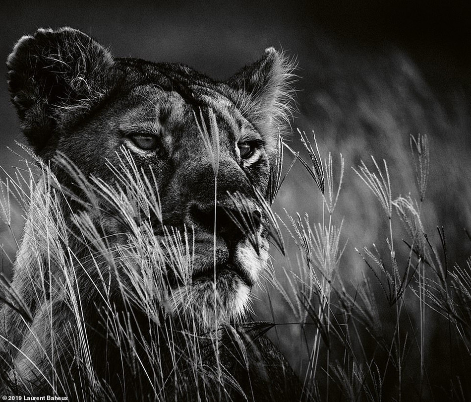 Những bức ảnh của nhiếp ảnh gia Laurent Baheux được đánh giá là vô cùng ấn tượng, cho thấy các đặc điểm chi tiết của sư tử. Những bức ảnh này được cho là chẳng khác nào chụp trong studio.