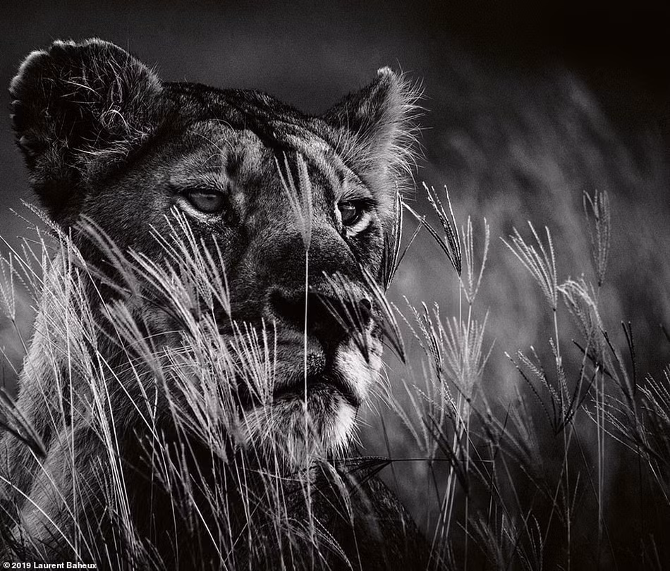 Những bức ảnh của nhiếp ảnh gia Laurent Baheux được đánh giá là vô cùng ấn tượng, cho thấy các đặc điểm chi tiết của sư tử. Những bức ảnh này được cho là chẳng khác nào chụp trong studio.