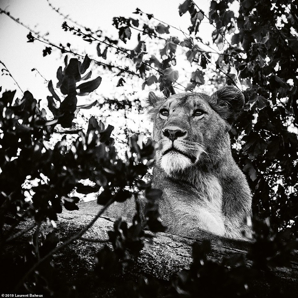 Laurent Baheux thường sử dụng flycam và chụp ảnh bằng điều khiển từ xa.