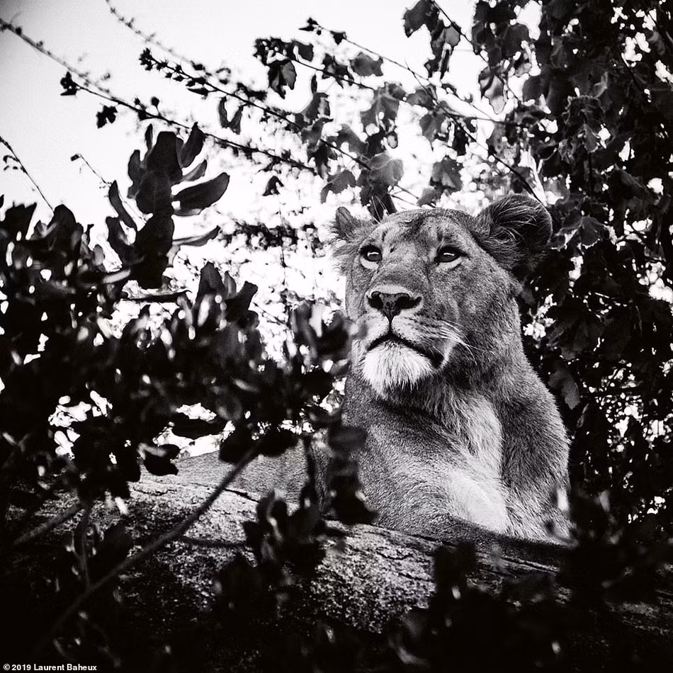 Laurent Baheux thường sử dụng flycam và chụp ảnh bằng điều khiển từ xa.