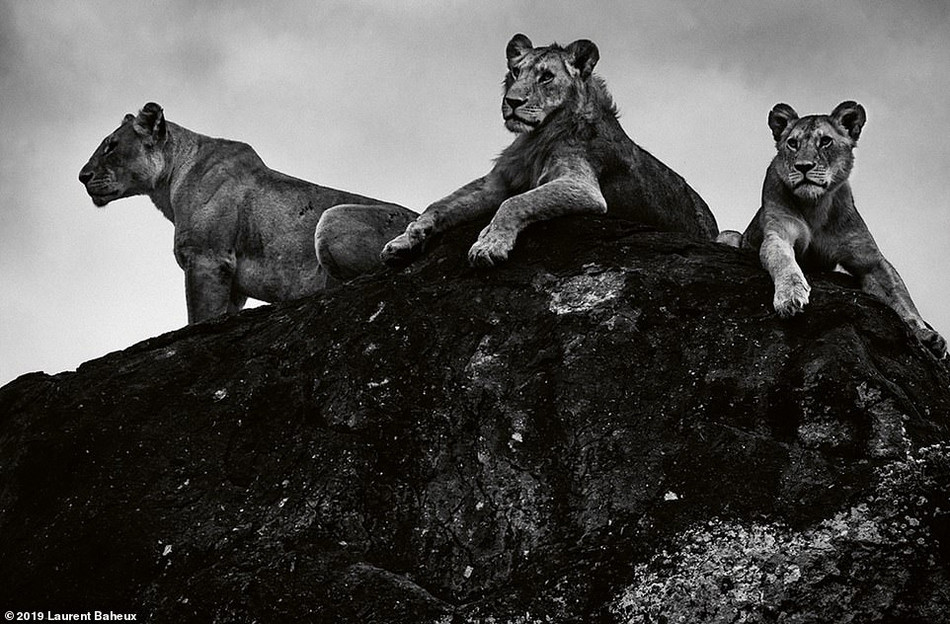 Qua màu ảnh trắng đen, cuộc sống hàng ngày của sư tử hiện lên chân thực, sống động, khiến người xem khó có thể rời mắt.