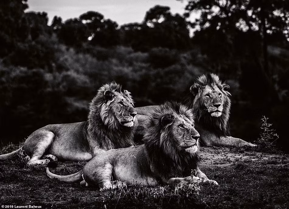 Laurent Baheux cho biết, ông đi nhiều nơi nhưng thường tác nghiệp ở Kenya, Tanzania, Nam Phi, Namibia và Botswana.