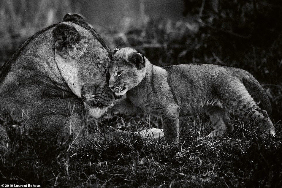 Trong số những động vật hoang dã ở châu Phi, Laurent Baheux cho biết, ông bị cuốn hút bởi những con sư tử, loài động vật vừa sở hữu ngoại hình quyến rũ, vừa có năng lực vượt trội, sức mạnh đỉnh cao nhưng cũng rất trầm ổn.