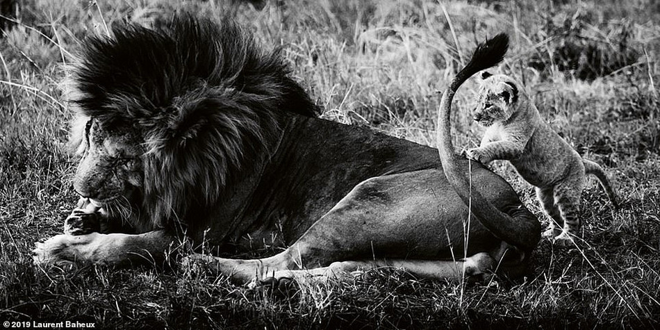 Để tránh làm xáo trộn cuộc sống hàng ngày của sư tử, nhiếp ảnh gia Laurent Baheux làm việc một mình, không có trợ lý.