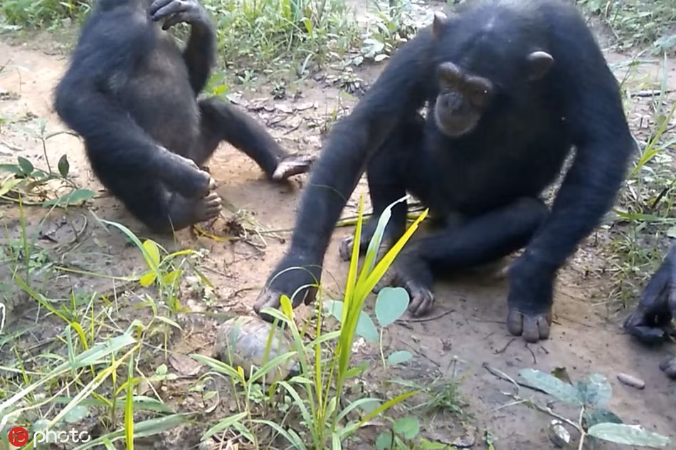 Chet cuoi tinh tinh ngo nghich treu choc rua nho-Hinh-4